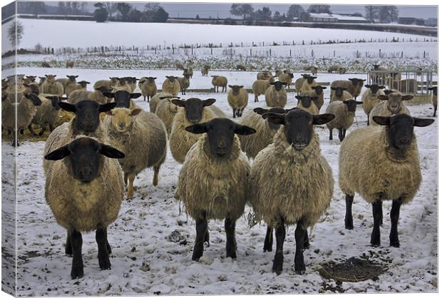 Winter Sheep Canvas Print by Trevor Kersley RIP