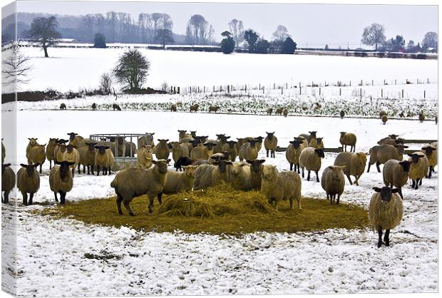 A Winters Day in the Countryside Canvas Print by Trevor Kersley RIP