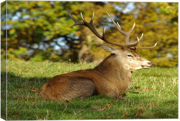 Resting Canvas Print by Trevor Kersley RIP