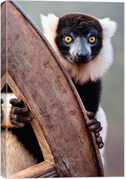 Black And White Ruffed Lemur Canvas Print by Jason Connolly