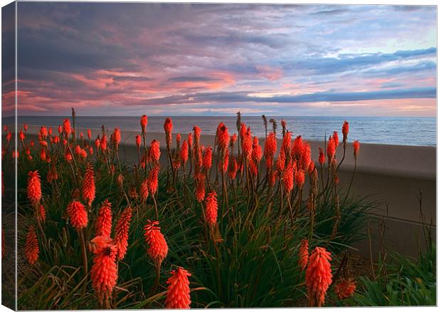 Red Hot Pokers Canvas Print by Jason Connolly