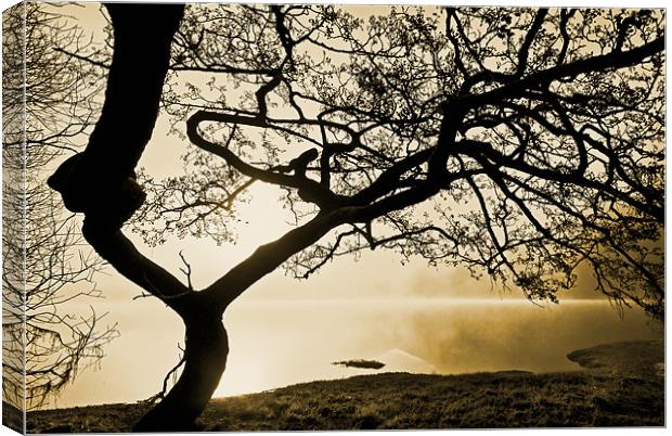 Tree Of The Mist, Ullswater Canvas Print by Jason Connolly