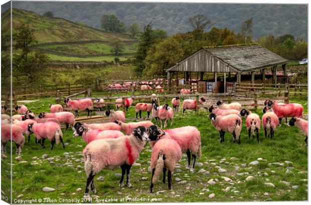 The Candy Floss Sheep Canvas Print by Jason Connolly