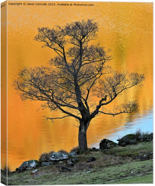 Tree, Rydalwater Canvas Print by Jason Connolly