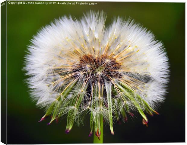 Dandelion Canvas Print by Jason Connolly