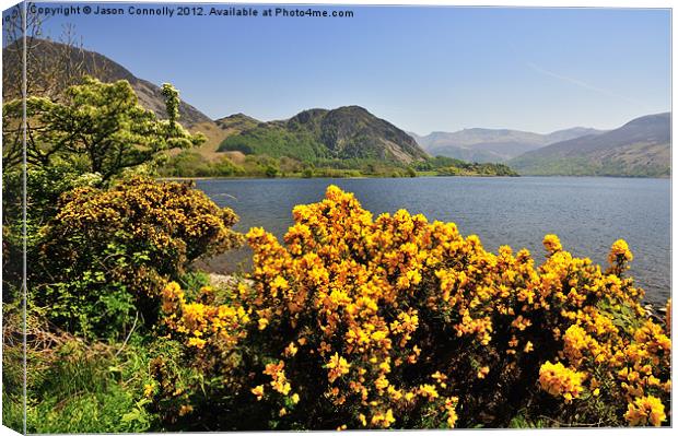 Gorse At Ennerdale Canvas Print by Jason Connolly