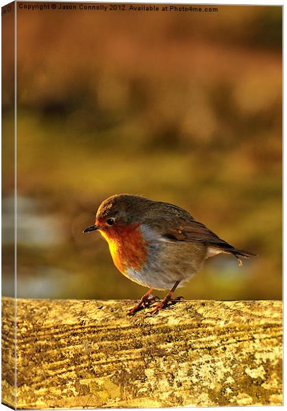 Winter Robin Redbreast Canvas Print by Jason Connolly