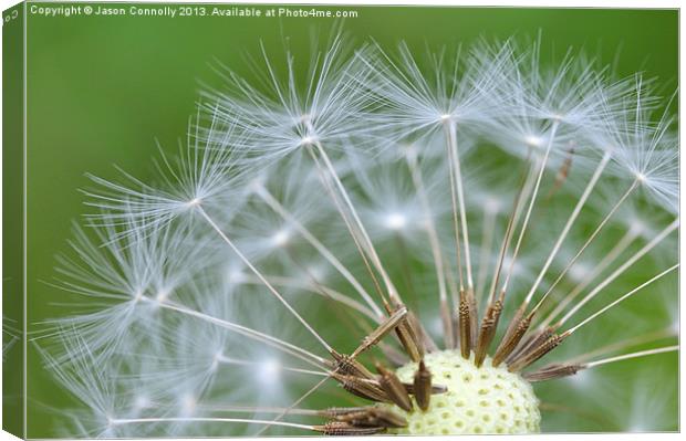 Dandy Seeds Canvas Print by Jason Connolly