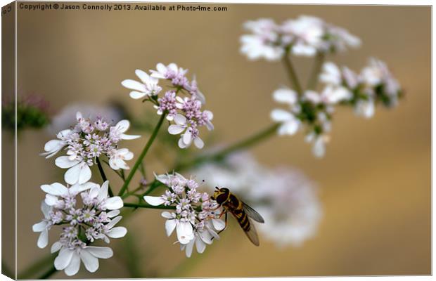Hover Fly Canvas Print by Jason Connolly