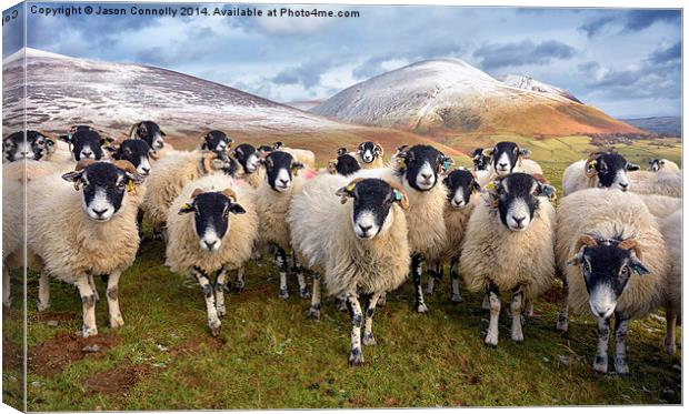 The Inquisitive Sheep Canvas Print by Jason Connolly