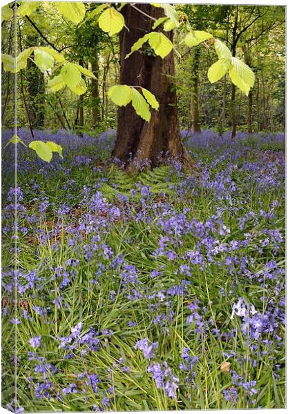 Bluebells In The Woods Canvas Print by Jason Connolly
