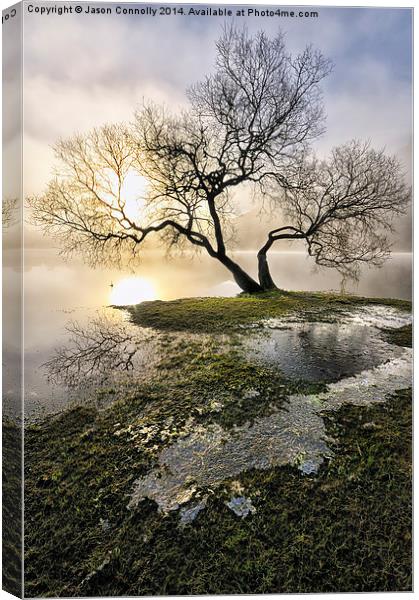  Ullswater Tree Canvas Print by Jason Connolly