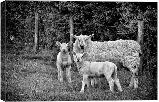  Sheep Canvas Print by Jason Connolly