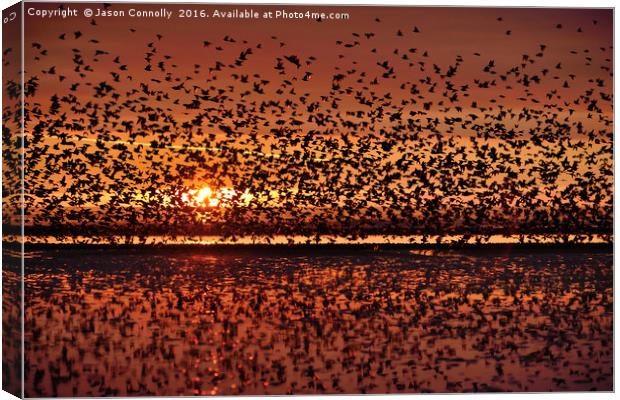 Starlings At Sunset Canvas Print by Jason Connolly