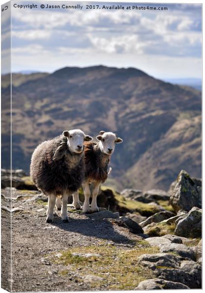 The Langdale Herdies Canvas Print by Jason Connolly