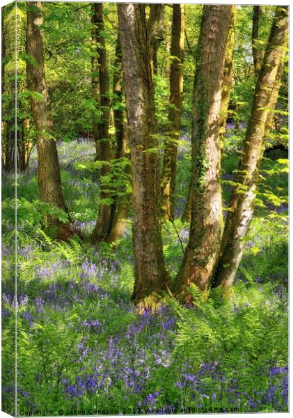 Bluebell wood, Caldervale Canvas Print by Jason Connolly