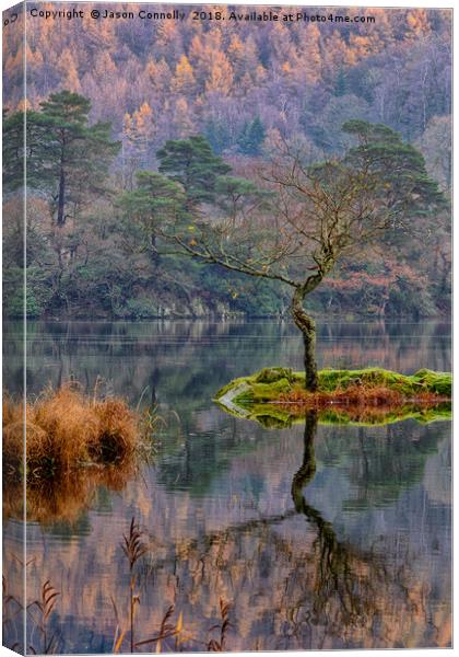 Rydalwater Tree Canvas Print by Jason Connolly