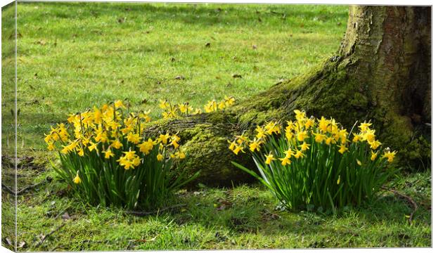 Spring Daffodils Canvas Print by Jason Connolly