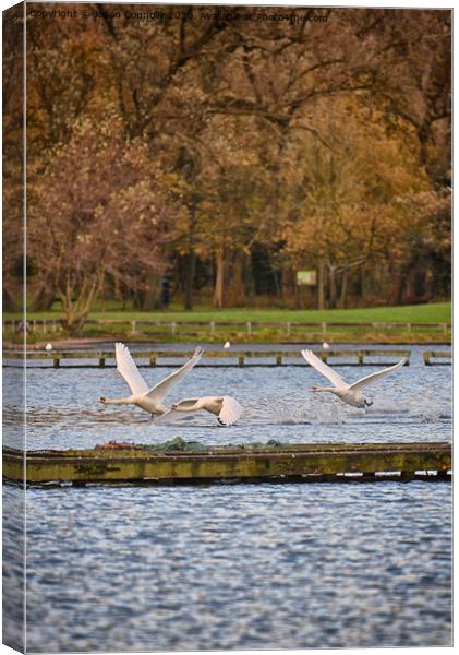 Swans At Stanley Park Canvas Print by Jason Connolly