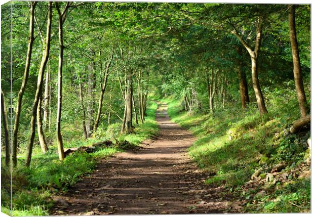 Eaves Wood Forest Path Canvas Print by Jason Connolly