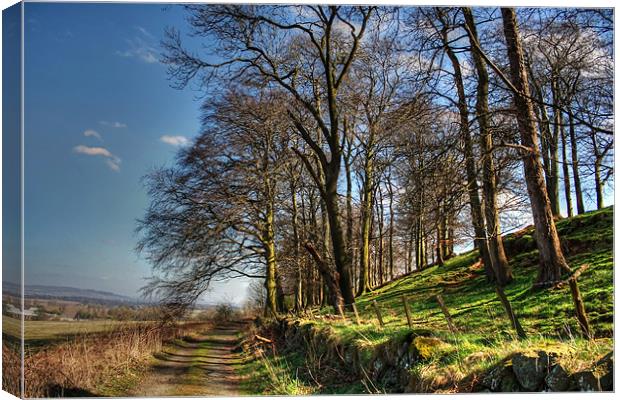 Along Platt Hill Lane Canvas Print by Tom Gomez