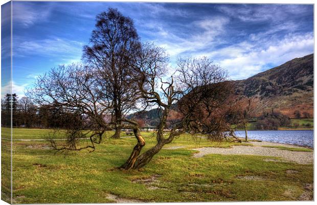 Gnarled Tree at Glenridding Canvas Print by Tom Gomez