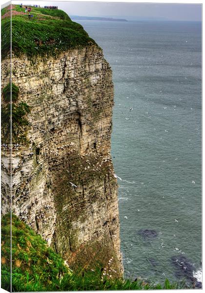 The cliffs at Bempton Canvas Print by Tom Gomez