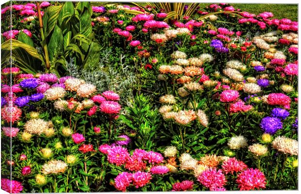 Chrysanthemums Canvas Print by Tom Gomez