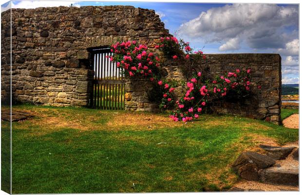Flowers at Inchcolm Canvas Print by Tom Gomez