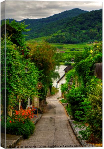 Path to the Danube Canvas Print by Tom Gomez