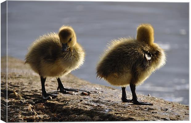 Fluffy Ducklings Canvas Print by Lise Baker