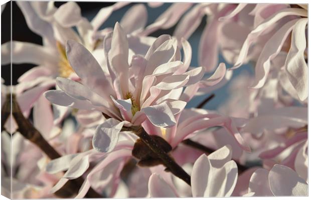 Pink Magnolia Canvas Print by Lise Baker