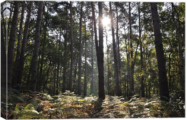 Painshill Park in Cobham Canvas Print by Lise Baker