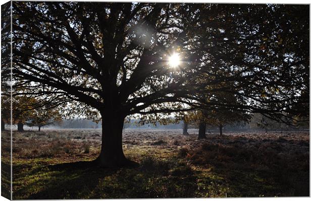 Sunny Trees in Richmond Park Canvas Print by Lise Baker