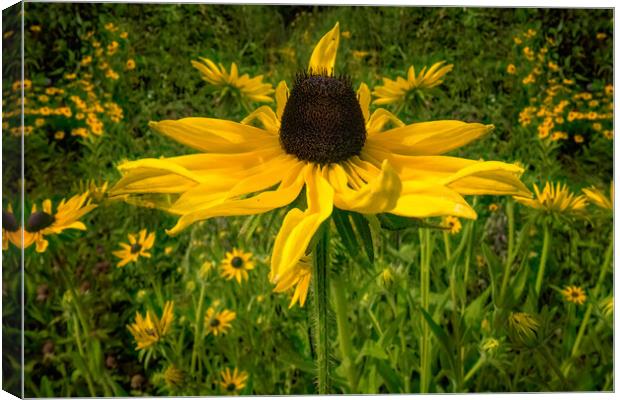 Black-Eyed Suzy's Closeup Canvas Print by Chris Lord