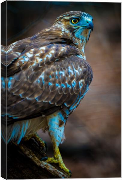 Redtail Hawk Canvas Print by Chris Lord