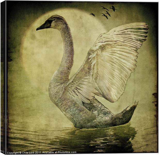 The Cygnet Canvas Print by Chris Lord
