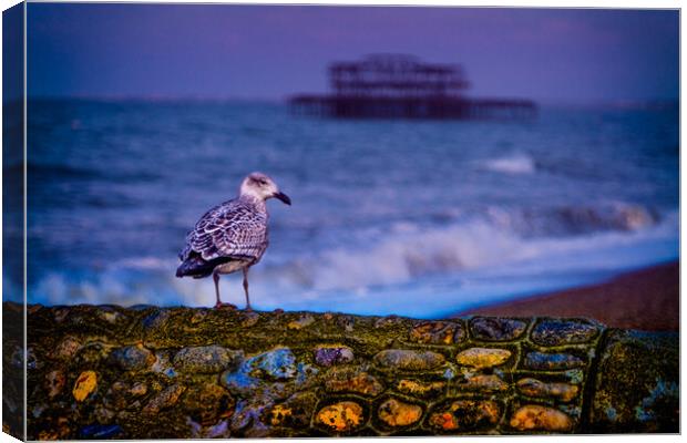 Brighton Baby Seagull Canvas Print by Chris Lord