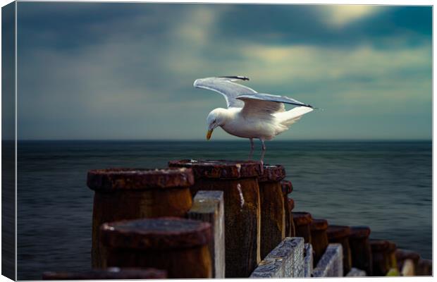 A Seagull On A Groin In Eastbourne  Canvas Print by Chris Lord