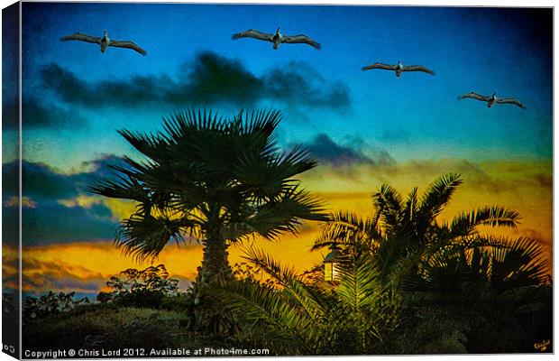Tropical Sunset With Pelicans Canvas Print by Chris Lord