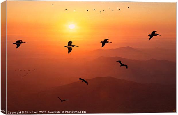 Pelican Migration Canvas Print by Chris Lord