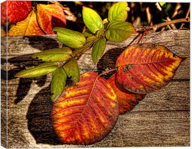 Autumn Leaves Canvas Print by Chris Lord