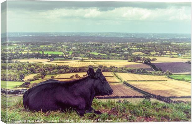 Wilma Enjoys The View Canvas Print by Chris Lord