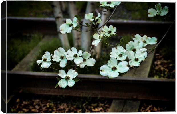 Dogwood on the Tracks Canvas Print by Chris Lord