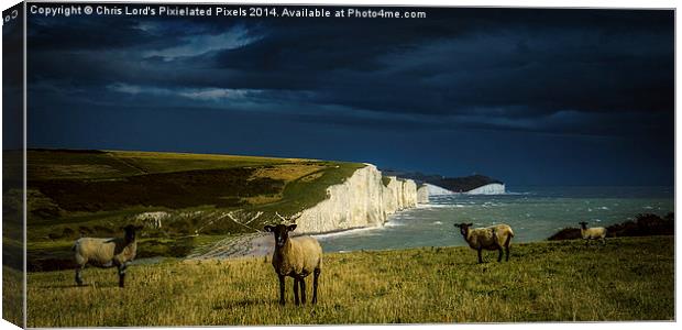  Four Sheep and Seven Sisters Canvas Print by Chris Lord