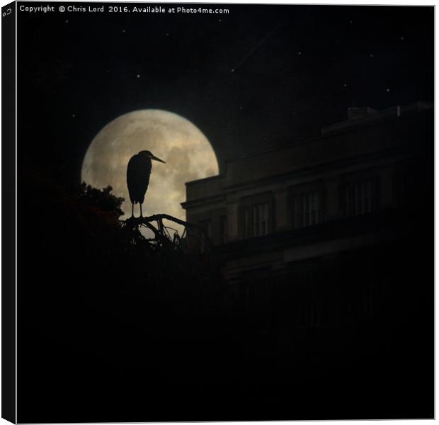 Night Of The Heron Canvas Print by Chris Lord