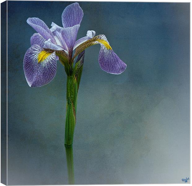 Harlem Meer Iris Canvas Print by Chris Lord