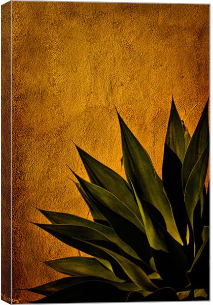 Agave on Adobe Canvas Print by Chris Lord