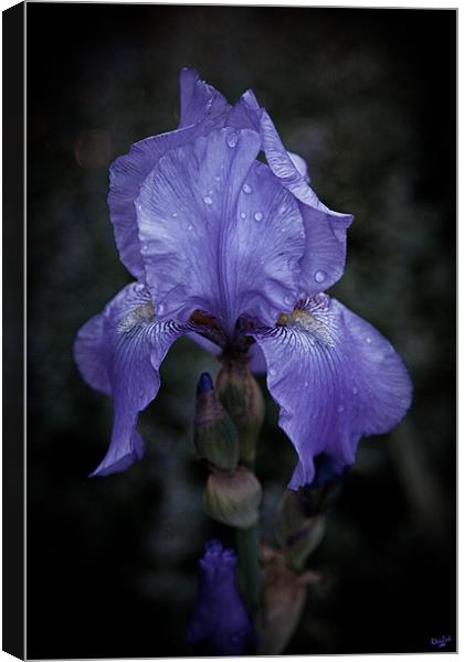 Blue Iris Canvas Print by Chris Lord