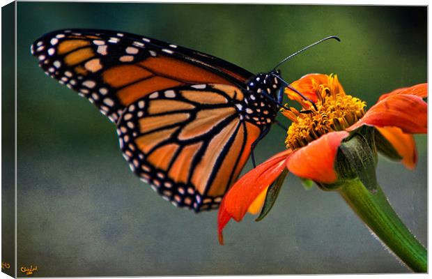 Monarch Butterfly Canvas Print by Chris Lord